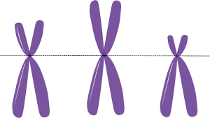 3つの染色体が横並びになった図