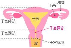 子宮と膣、卵巣、卵管と子宮頸管
